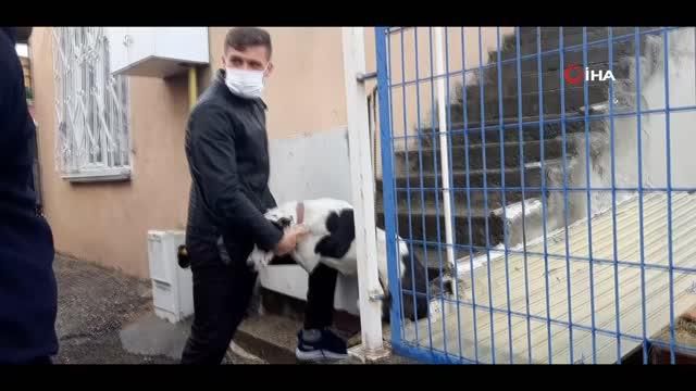 simsek korkusuyla kacarken demir parmakliklar 3 14148360 o