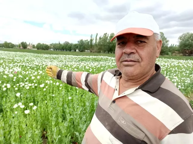 Afyonkarahisar'ın haşhaş tarlaları beyaz gelinliğine büründü Afyonkarahisar'ın haşhaş tarlaları beyaz gelinliğine büründü