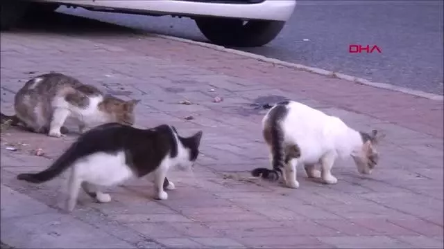 ANTALYA EKMEK İSRAFINA FARKINDALIK İÇİN KISA FİLM ÇEKTİLER ANTALYA EKMEK İSRAFINA FARKINDALIK İÇİN KISA FİLM ÇEKTİLER