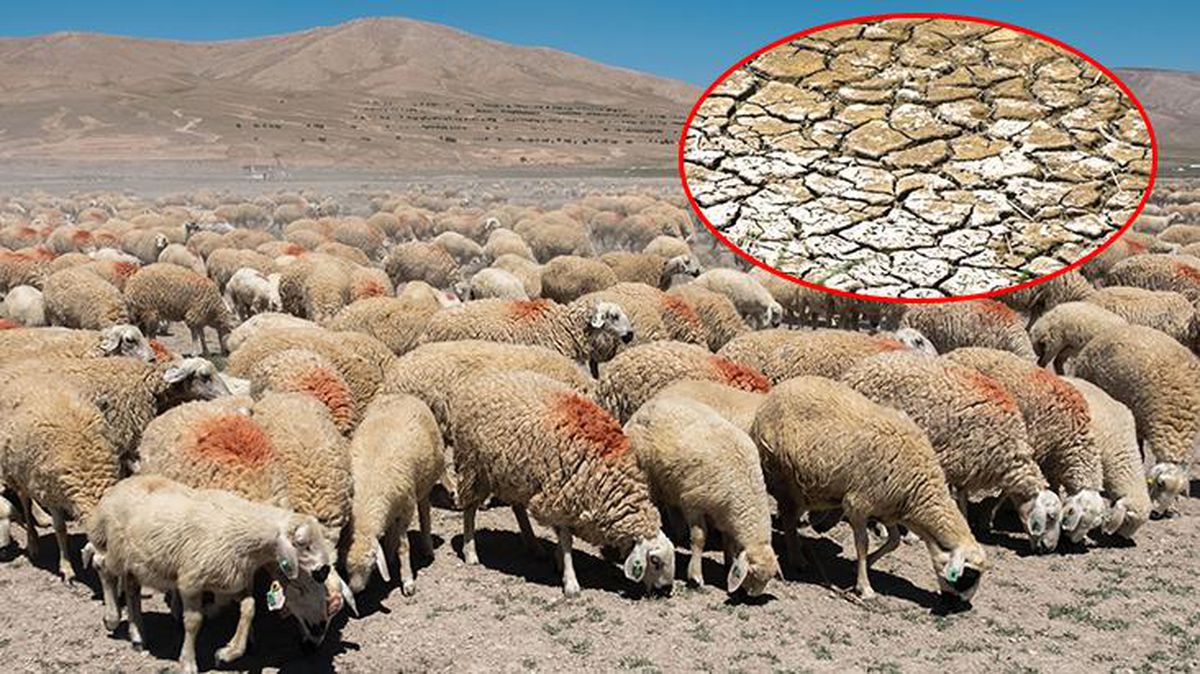 Çiftçiler daha önce böyle bir kuraklık görmedi! Konya Ovası'nda tarlalar mera oldu