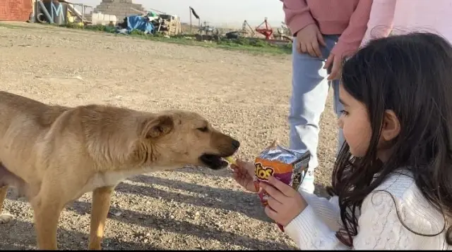 Son dakika haberleri: Ağrı'da gülümseten görüntüler...Çocuklar köpeğe cips yedirdi Son dakika haberleri: Ağrı'da gülümseten görüntüler...Çocuklar köpeğe cips yedirdi