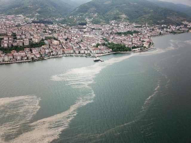 deniz salyasi izmit korfezi ne geri dondu 3 14149256 o
