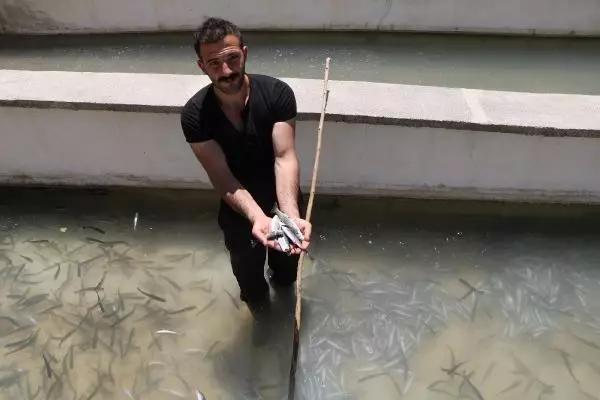 Dere taşınca tesisteki yavru alabalıklar telef oldu