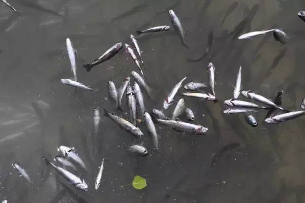 Dere taşınca tesisteki yavru alabalıklar telef oldu
