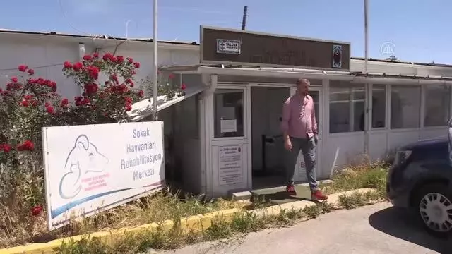 Göç sırasında yaralanan 'Yadigar' kanadını kaybedince kurumun maskotu oldu Göç sırasında yaralanan 'Yadigar' kanadını kaybedince kurumun maskotu oldu
