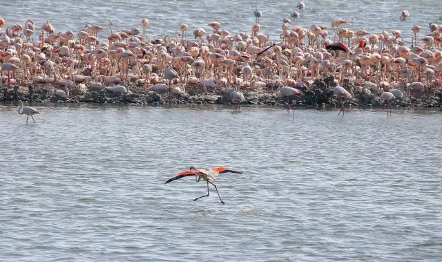 İzmir'deki 'flamingo adası' kuluçkaya yatan binlerce allı turnaya kucak açtı İzmir'deki 'flamingo adası' kuluçkaya yatan binlerce allı turnaya kucak açtı