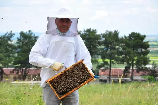 Kovanlar, içindeki arılarla birlikte çalındı