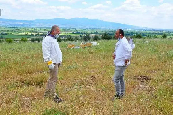 Kovanlar, içindeki arılarla birlikte çalındı