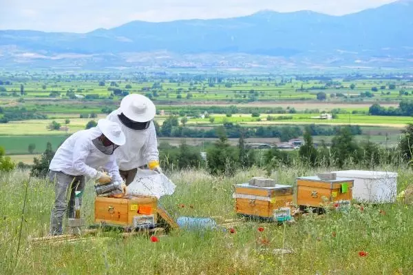 Kovanlar, içindeki arılarla birlikte çalındı