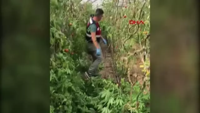 KUMLUCA'DA SERAYA UYUŞTURUCU BASKINI KUMLUCA'DA SERAYA UYUŞTURUCU BASKINI