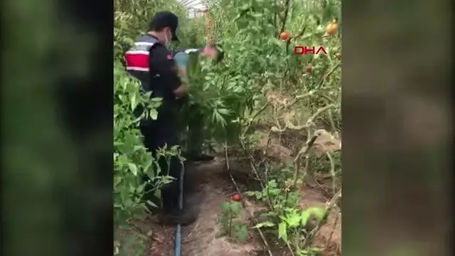 KUMLUCA'DA SERAYA UYUŞTURUCU BASKINI KUMLUCA'DA SERAYA UYUŞTURUCU BASKINI