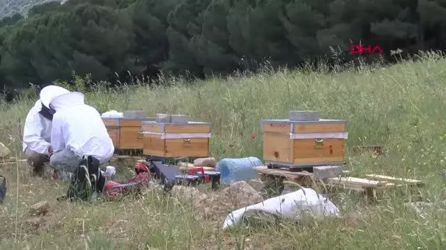 Kovanlar, içindeki arılarla birlikte çalındı
