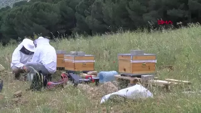 Kovanlar, içindeki arılarla birlikte çalındı