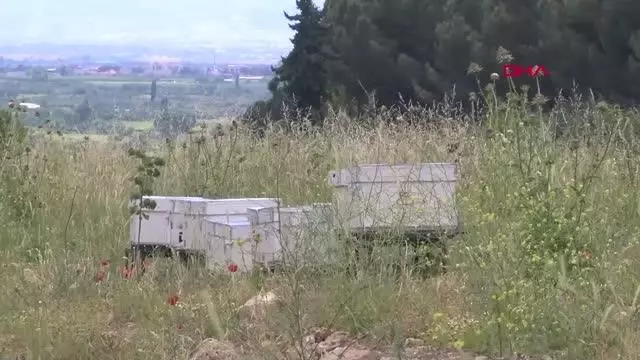 Kovanlar, içindeki arılarla birlikte çalındı