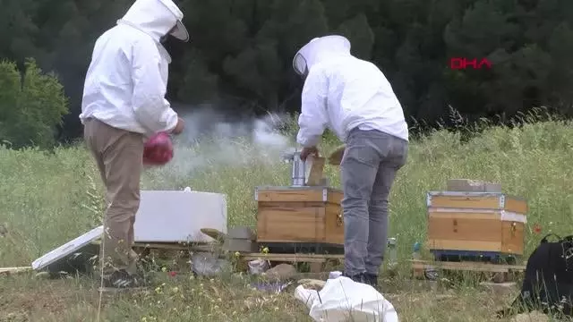 Kovanlar, içindeki arılarla birlikte çalındı