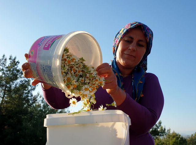 Kadınlar topladıkları papatyaları ilaç ve kozmetik sektörü için kurutup satıyor