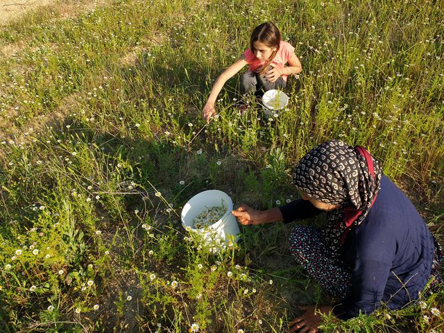 Kadınlar topladıkları papatyaları ilaç ve kozmetik sektörü için kurutup satıyor