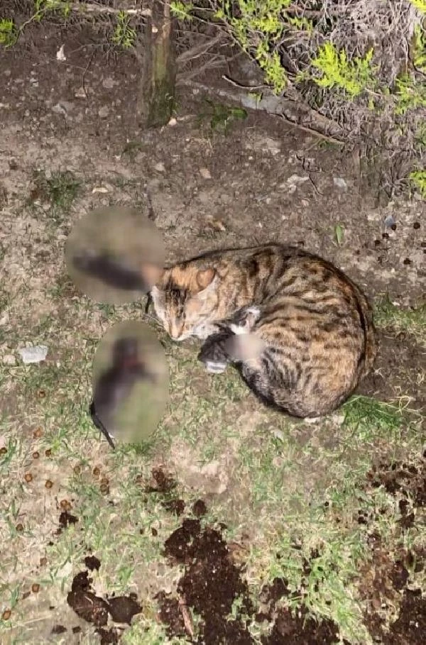 Sitede kürekli dehşet 3 yavru kedi öldü Haberler