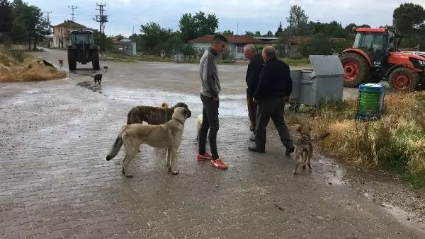 Sokak köpekleri bakımları yapılıp alındığı köye bırakıldı Sokak köpekleri bakımları yapılıp alındığı köye bırakıldı
