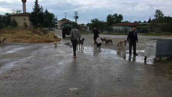 Sokak köpekleri bakımları yapılıp alındığı köye bırakıldı