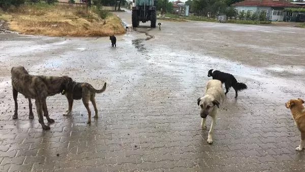 Sokak köpekleri bakımları yapılıp alındığı köye bırakıldı
