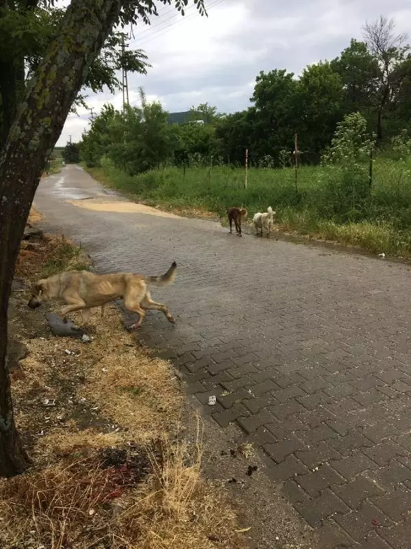 Sokak köpekleri bakımları yapılıp alındığı köye bırakıldı
