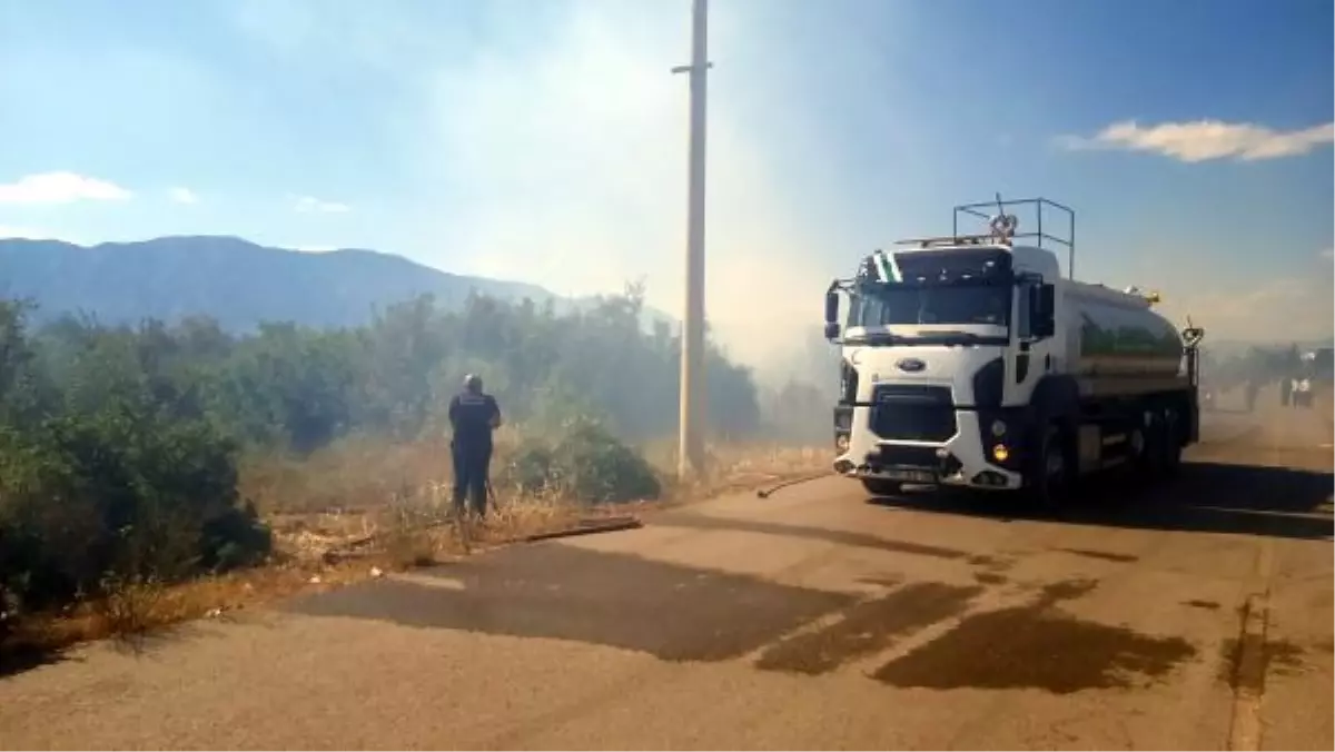 Yangın alanından kaçmaya çalışan yılan aracın altında kalarak öldü