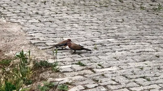 Amasya'da kumruların kavgası kameraya yansıdı Amasya'da kumruların kavgası kameraya yansıdı