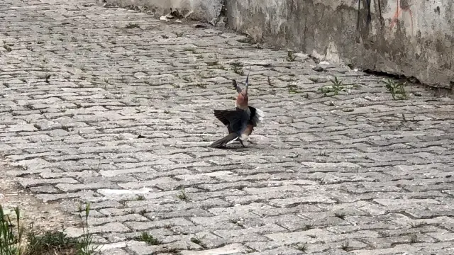 Amasya'da kumruların kavgası kameraya yansıdı Amasya'da kumruların kavgası kameraya yansıdı