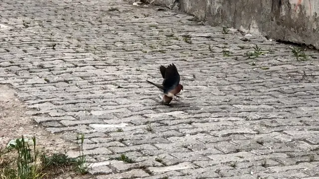 Amasya'da kumruların kavgası kameraya yansıdı Amasya'da kumruların kavgası kameraya yansıdı