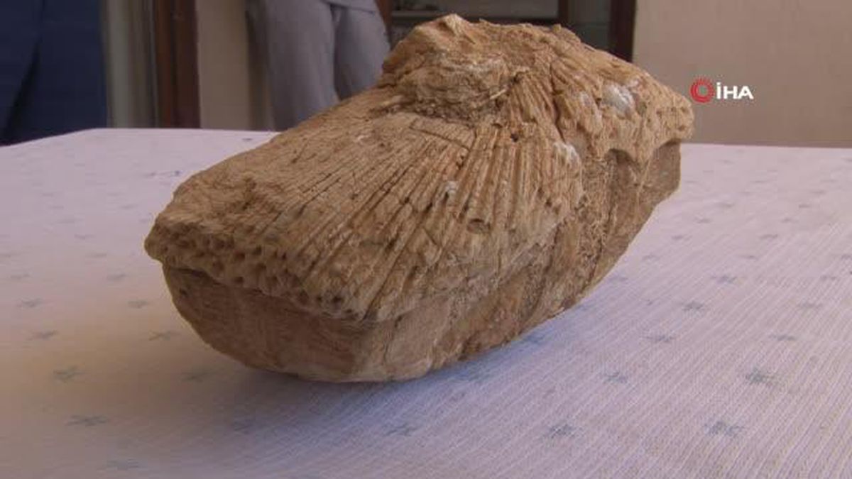 Doğa gezisinde bulduğu taş 45 milyon yıllık fosil çıktı