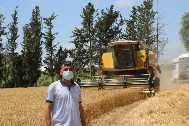 Dörtyol'da buğday hasadı sürüyor