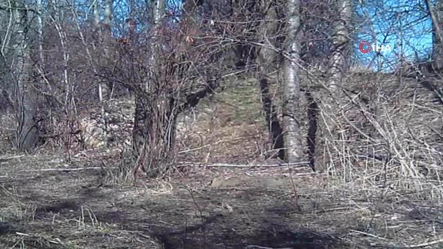 Erzincan'da domuz sürüsü fotokapana yansıdı Erzincan'da domuz sürüsü fotokapana yansıdı