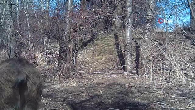 Erzincan'da domuz sürüsü fotokapana yansıdı Erzincan'da domuz sürüsü fotokapana yansıdı