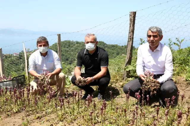 Ordu'da salep hasadı başladı