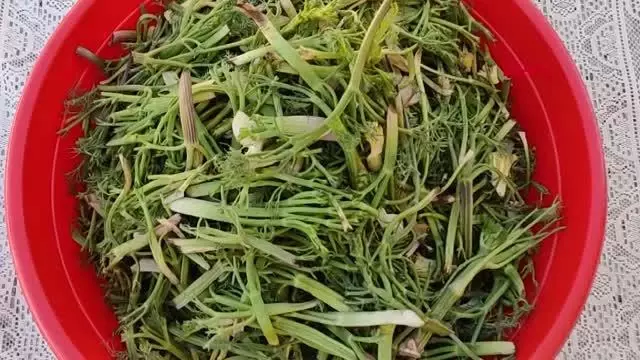 ORDU ŞİFALI OLDUĞUNA İNANDIKLARI ÇAKŞIR OTUNU TOPLUYORLAR ORDU ŞİFALI OLDUĞUNA İNANDIKLARI ÇAKŞIR OTUNU TOPLUYORLAR