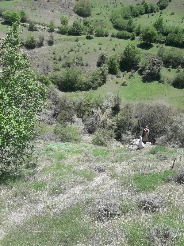 ORDU ŞİFALI OLDUĞUNA İNANDIKLARI ÇAKŞIR OTUNU TOPLUYORLAR ORDU ŞİFALI OLDUĞUNA İNANDIKLARI ÇAKŞIR OTUNU TOPLUYORLAR