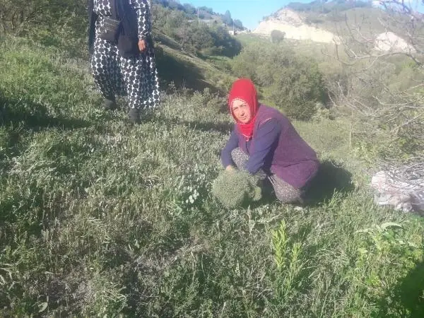 ORDU ŞİFALI OLDUĞUNA İNANDIKLARI ÇAKŞIR OTUNU TOPLUYORLAR ORDU ŞİFALI OLDUĞUNA İNANDIKLARI ÇAKŞIR OTUNU TOPLUYORLAR