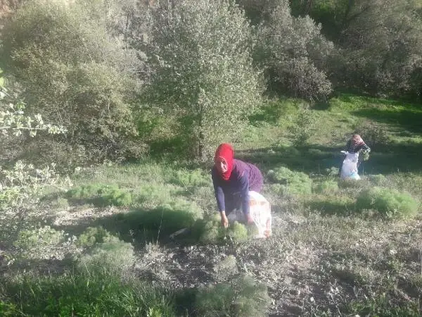 ORDU ŞİFALI OLDUĞUNA İNANDIKLARI ÇAKŞIR OTUNU TOPLUYORLAR ORDU ŞİFALI OLDUĞUNA İNANDIKLARI ÇAKŞIR OTUNU TOPLUYORLAR