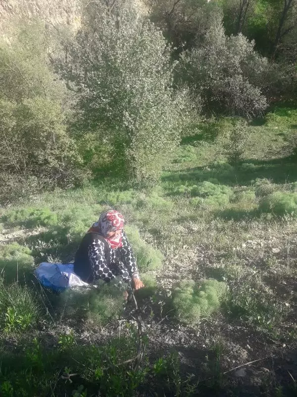ORDU ŞİFALI OLDUĞUNA İNANDIKLARI ÇAKŞIR OTUNU TOPLUYORLAR ORDU ŞİFALI OLDUĞUNA İNANDIKLARI ÇAKŞIR OTUNU TOPLUYORLAR