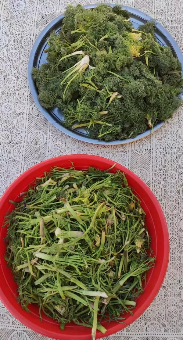 ORDU ŞİFALI OLDUĞUNA İNANDIKLARI ÇAKŞIR OTUNU TOPLUYORLAR ORDU ŞİFALI OLDUĞUNA İNANDIKLARI ÇAKŞIR OTUNU TOPLUYORLAR
