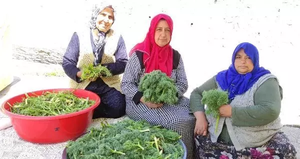 ORDU ŞİFALI OLDUĞUNA İNANDIKLARI ÇAKŞIR OTUNU TOPLUYORLAR ORDU ŞİFALI OLDUĞUNA İNANDIKLARI ÇAKŞIR OTUNU TOPLUYORLAR
