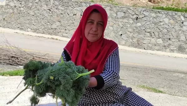 ORDU ŞİFALI OLDUĞUNA İNANDIKLARI ÇAKŞIR OTUNU TOPLUYORLAR ORDU ŞİFALI OLDUĞUNA İNANDIKLARI ÇAKŞIR OTUNU TOPLUYORLAR