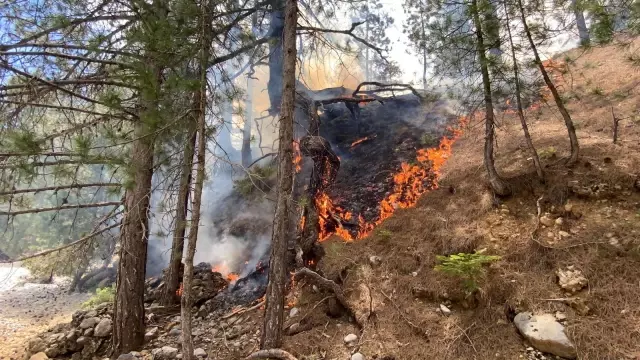 Alanya'da orman yangını Alanya'da orman yangını