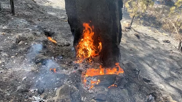 Alanya'da orman yangını Alanya'da orman yangını