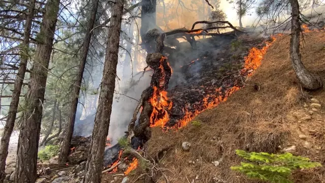 Alanya'da orman yangını Alanya'da orman yangını