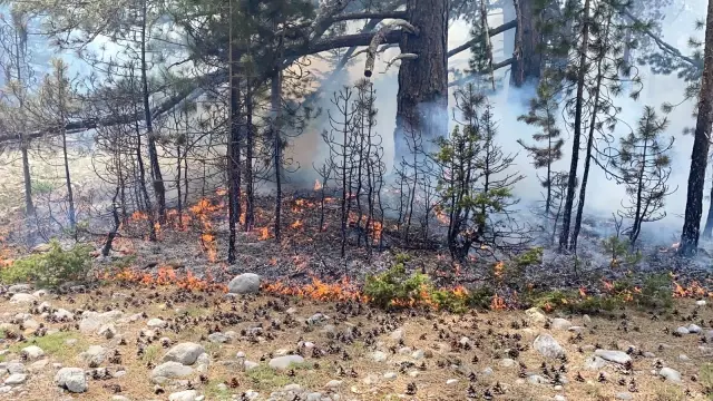 Alanya'da orman yangını Alanya'da orman yangını