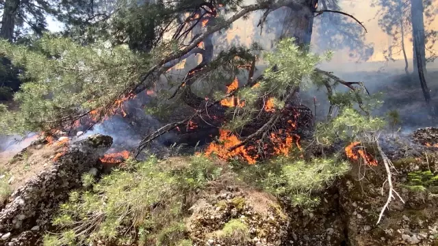 Alanya'da orman yangını Alanya'da orman yangını