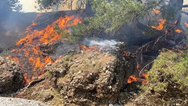 Alanya'da orman yangını Alanya'da orman yangını