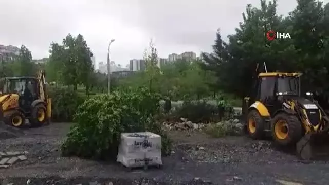 Beylikdüzü'nde belediye ekiplerinin 160 ağacı söktüğü iddiası tepki topladı